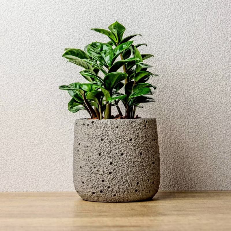 金璽金錢樹 圓點灰小水泥盆栽 開幕盆栽推薦 桌上盆栽 送禮