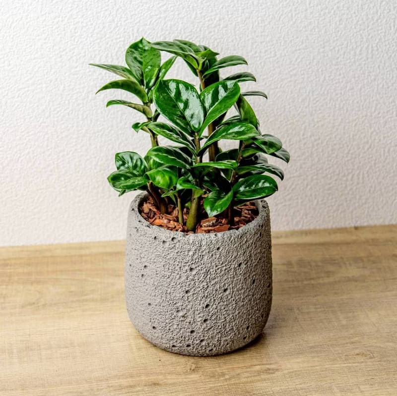 金璽金錢樹 圓點灰小水泥盆栽 開幕盆栽推薦 桌上盆栽 送禮