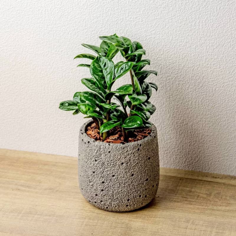 金璽金錢樹 圓點灰小水泥盆栽 開幕盆栽推薦 桌上盆栽 送禮