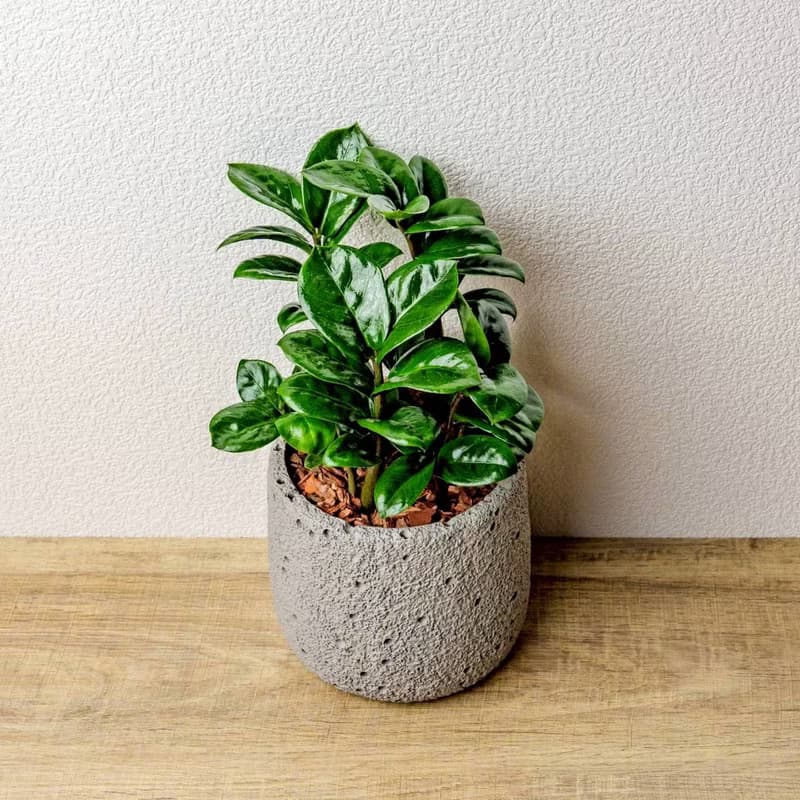 金璽金錢樹 圓點灰小水泥盆栽 開幕盆栽推薦 桌上盆栽 送禮