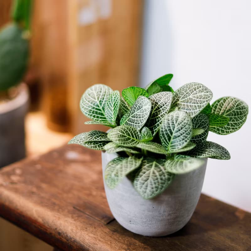 【室內盆栽】網紋草盆栽 觀葉植物 綠化 植栽 盆栽 送禮
