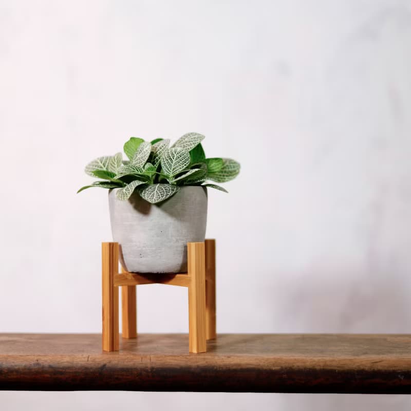 【室內盆栽】網紋草盆栽 觀葉植物 綠化 植栽 盆栽 送禮