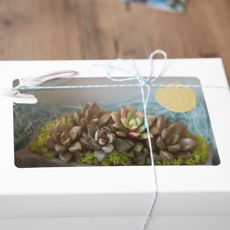 臺灣多肉島 多肉水泥盆栽材料包 綠植花禮 台灣造型盆栽 禮盒