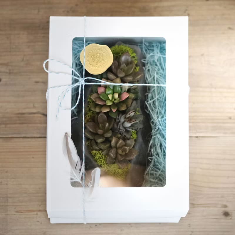 臺灣多肉島 多肉水泥盆栽材料包 綠植花禮 台灣造型盆栽 禮盒