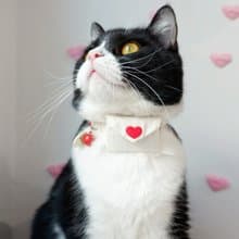 Love letter cat collar and pouch (detachable) for AirTag, Cat tracker holder