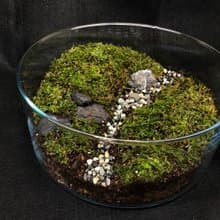 苔蘚生態缸-青青草原款