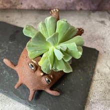 小怪獸造型多肉植物盆栽
