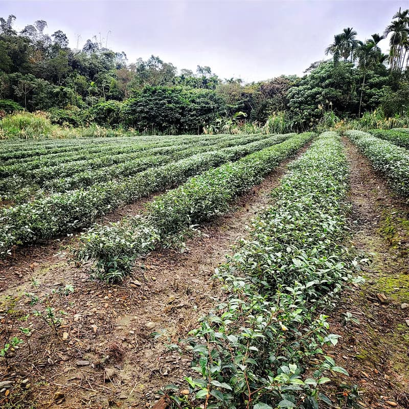【快速出貨】輕焙烏龍 台灣茶 宜蘭冬山 花間茶語 精選原片茶葉