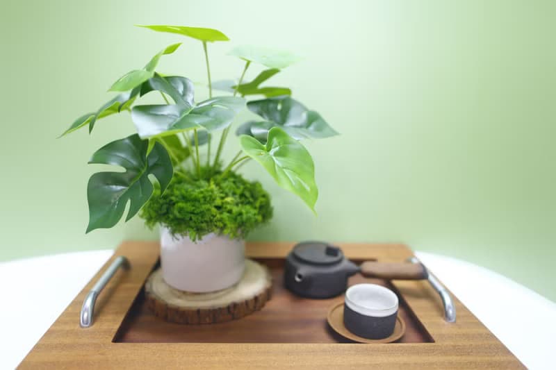擬真龜背芋 電信蘭香氛植栽 低款/擬真植物/人造盆栽/綠化/佈置