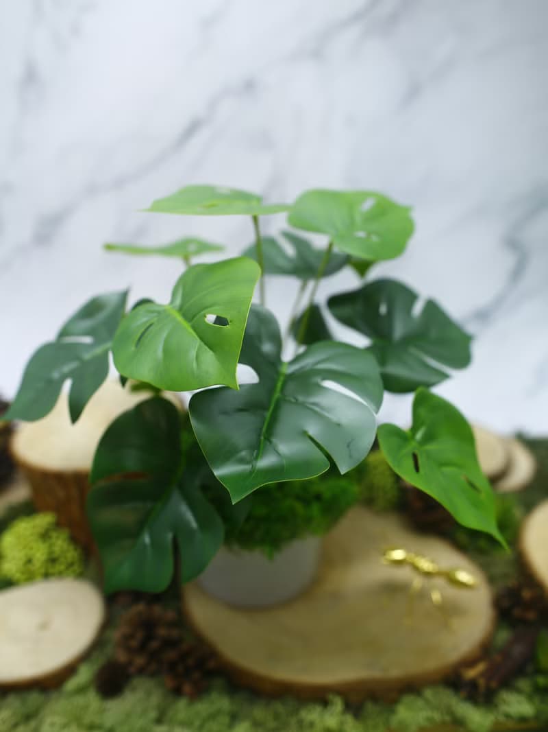 擬真龜背芋 電信蘭香氛植栽 低款/擬真植物/人造盆栽/綠化/佈置