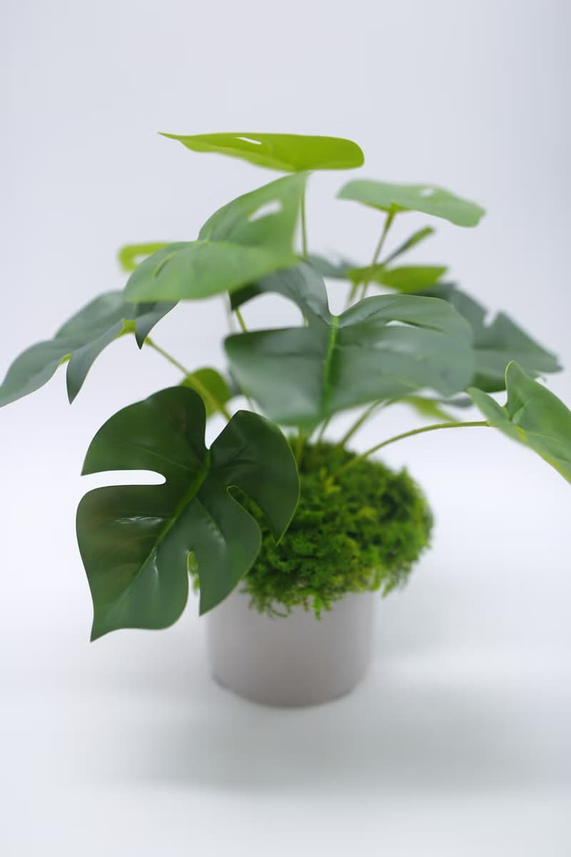 擬真龜背芋 電信蘭香氛植栽 低款/擬真植物/人造盆栽/綠化/佈置