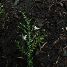 KUÂN KUÂN 綠植系列 種子堆疊耳環 純銀
