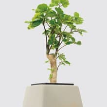 │ 方盆系列 │黃金福祿桐 - 送禮植物 辦公室 水耕植物 室內盆栽