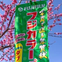 桑惠商號  昭和日本製 富士FUJIFILM 特別色印刷廣告旗幟 直式