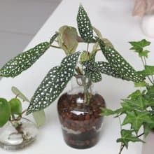 水培植栽│白冰秋海棠_室內植物 辦公室盆栽 店內擺設 送禮
