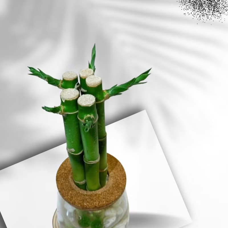 現貨 蕨美植栽 室內網美植栽辦公室水耕植栽-開運竹+弧形玻璃瓶