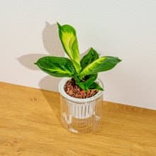 瑪麗安黛粉葉 免澆水盆栽 室內植物 觀葉植物 禮物 盆栽