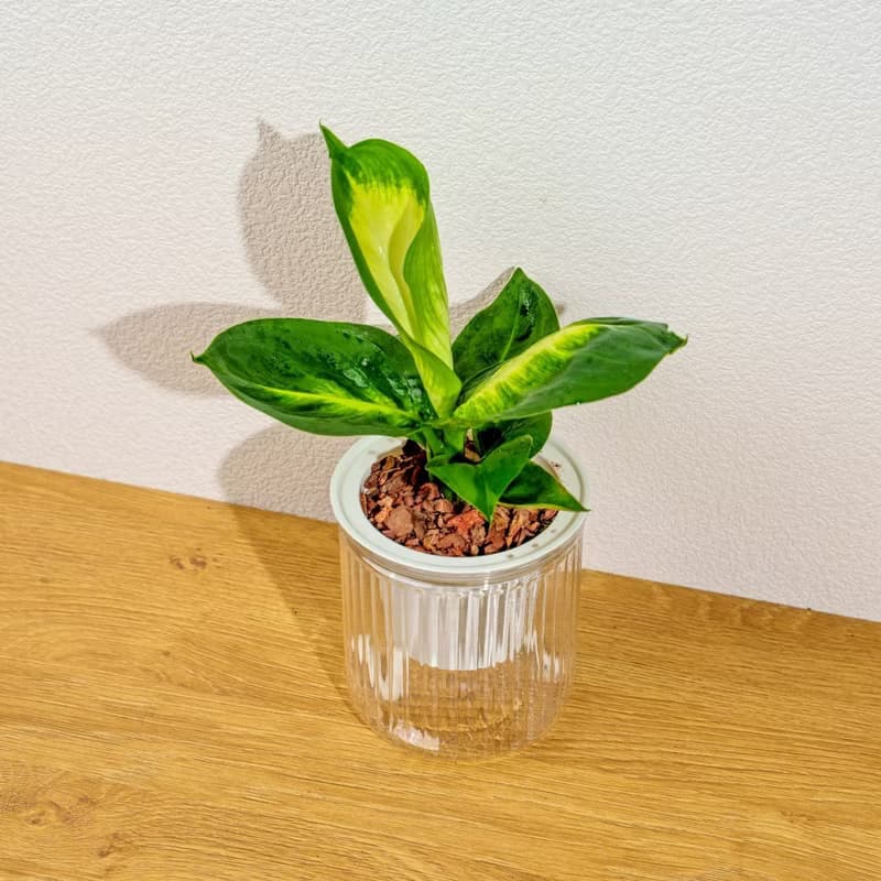 瑪麗安黛粉葉 免澆水盆栽 室內植物 觀葉植物 禮物 盆栽