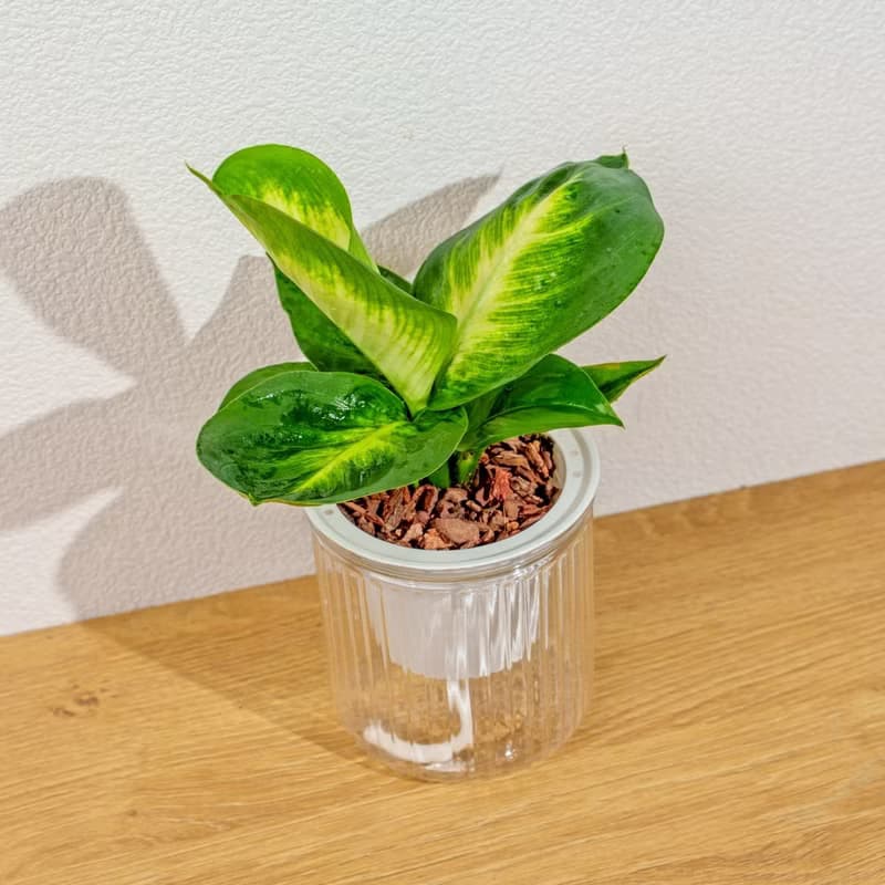 瑪麗安黛粉葉 免澆水盆栽 室內植物 觀葉植物 禮物 盆栽