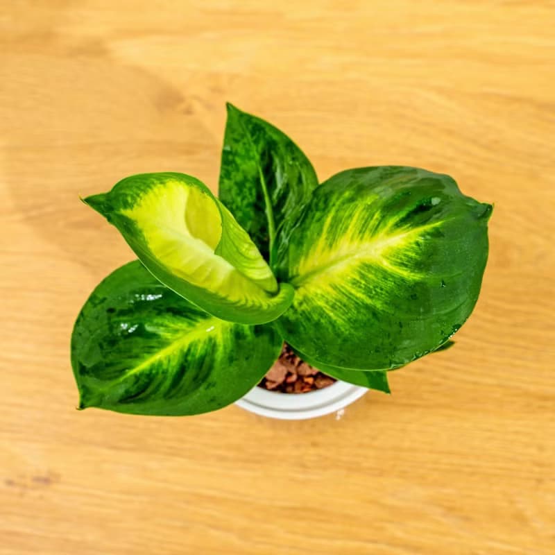 瑪麗安黛粉葉 免澆水盆栽 室內植物 觀葉植物 禮物 盆栽