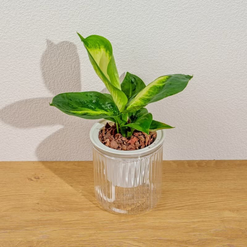 瑪麗安黛粉葉 免澆水盆栽 室內植物 觀葉植物 禮物 盆栽