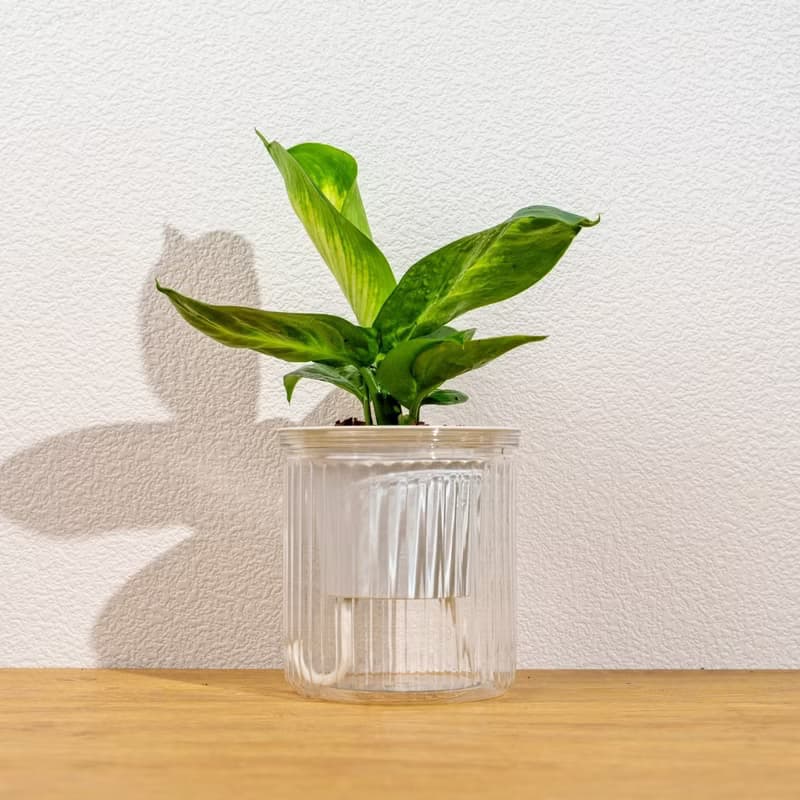 瑪麗安黛粉葉 免澆水盆栽 室內植物 觀葉植物 禮物 盆栽