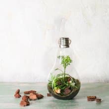 微景觀苔蘚生態燈泡球 | 室內植物 居家布置 苔蘚瓶