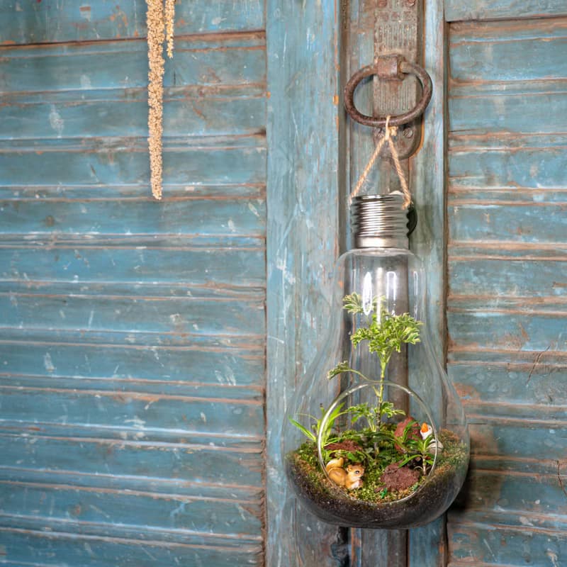微景觀苔蘚生態燈泡球 | 室內植物 居家布置 苔蘚瓶