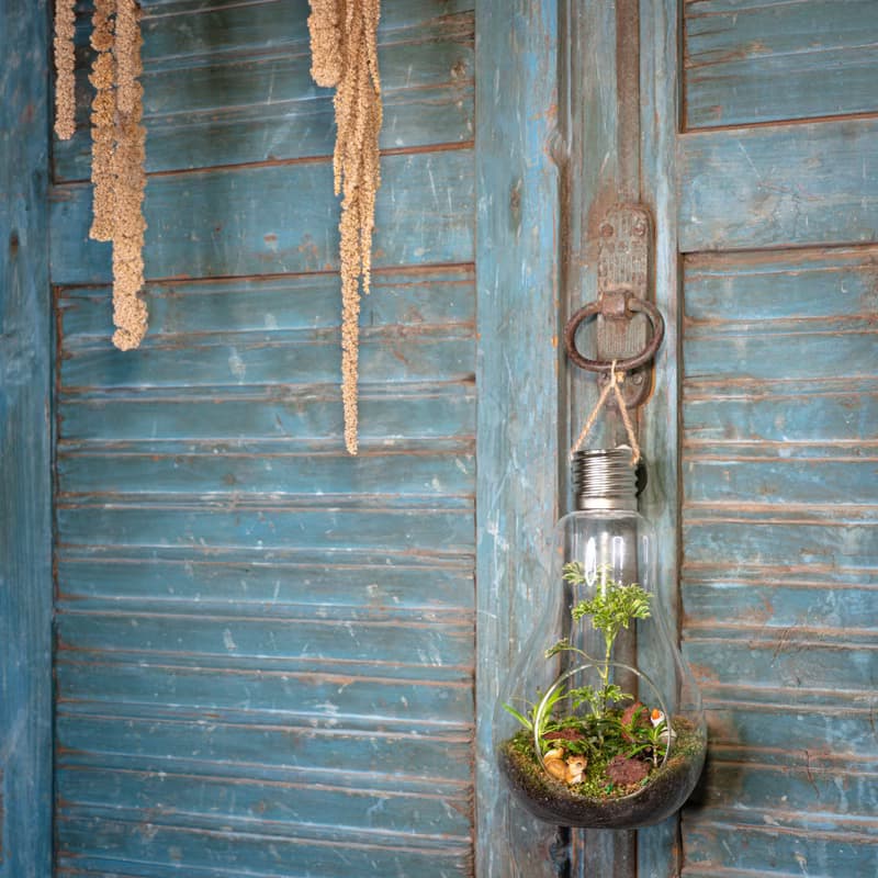 微景觀苔蘚生態燈泡球 | 室內植物 居家布置 苔蘚瓶