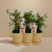 【開幕送禮首推】胡椒樹桌上型盆栽 招財貓造型開幕喬遷新居送禮