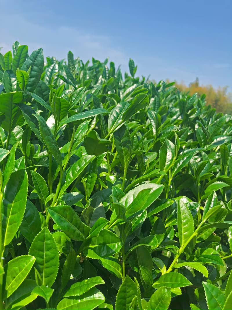 OKUMIDORI (煎茶 / 日本・京都)