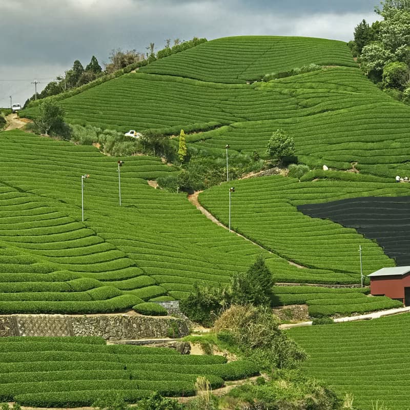 OKUMIDORI (煎茶 / 日本・京都)