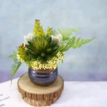 佛手蓮多肉蕨葉日式陶盆香氛植栽/入厝禮/開幕/喬遷/送禮/植栽