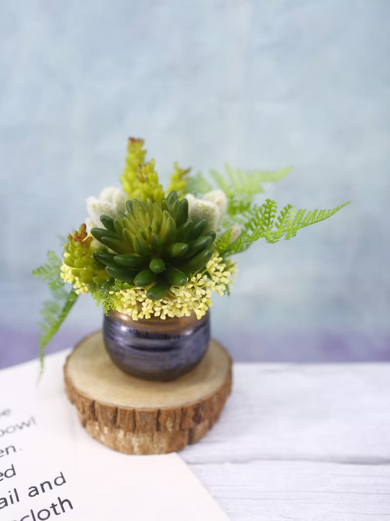佛手蓮多肉蕨葉日式陶盆香氛植栽/入厝禮/開幕/喬遷/送禮/植栽