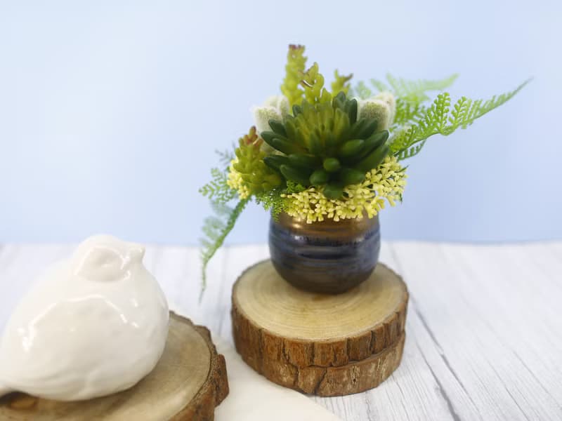 佛手蓮多肉蕨葉日式陶盆香氛植栽/入厝禮/開幕/喬遷/送禮/植栽