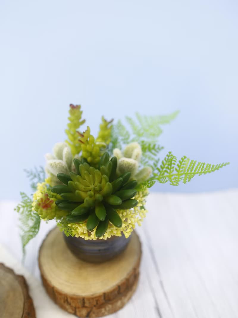 佛手蓮多肉蕨葉日式陶盆香氛植栽/入厝禮/開幕/喬遷/送禮/植栽