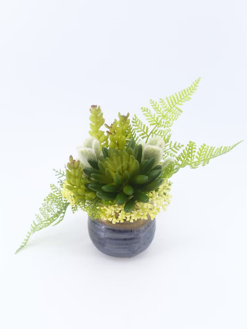 佛手蓮多肉蕨葉日式陶盆香氛植栽/入厝禮/開幕/喬遷/送禮/植栽