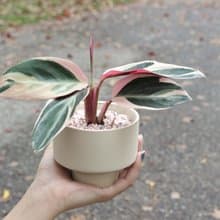 土培植栽│彩虹竹芋_室內植物 辦公室盆栽 店內布置 送禮