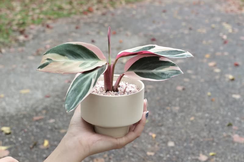 土培植栽│彩虹竹芋_室內植物 辦公室盆栽 店內布置 送禮