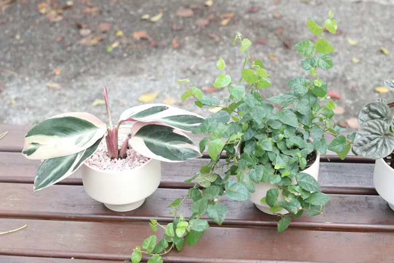 土培植栽│彩虹竹芋_室內植物 辦公室盆栽 店內布置 送禮