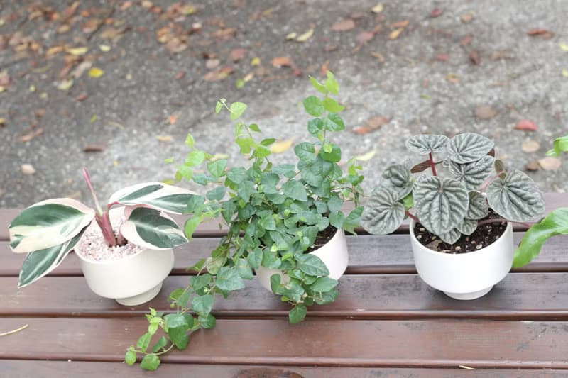 土培植栽│彩虹竹芋_室內植物 辦公室盆栽 店內布置 送禮