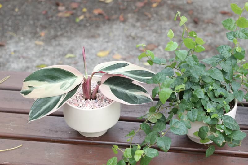 土培植栽│彩虹竹芋_室內植物 辦公室盆栽 店內布置 送禮