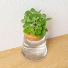 到手香 三角水耕盆栽 室內植物 觀葉植物 禮物 水培
