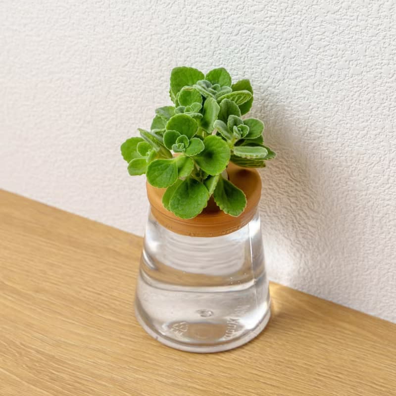 到手香 三角水耕盆栽 室內植物 觀葉植物 禮物 水培