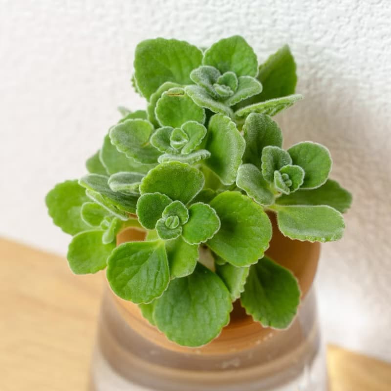 到手香 三角水耕盆栽 室內植物 觀葉植物 禮物 水培