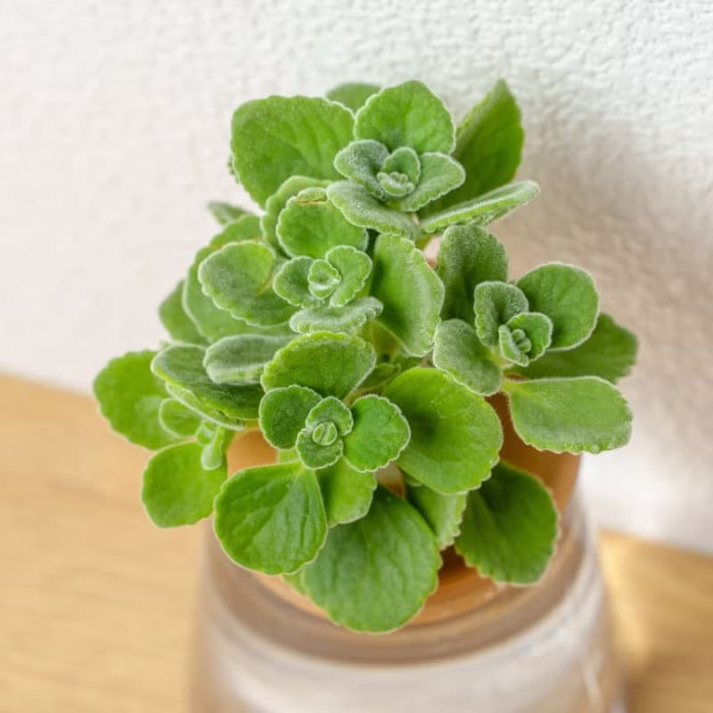 到手香 三角水耕盆栽 室內植物 觀葉植物 禮物 水培