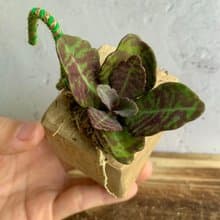 手工木作設計 盆栽擺飾 多肉植物 虎斑茄藍葉