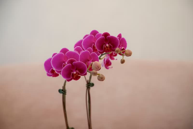 【蘭花盆栽】紫鑽蝴蝶蘭盆栽(小) 開幕送禮 過年送禮 開幕盆栽