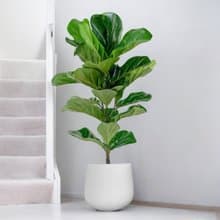 琴葉榕 簡約水泥盆栽 落地盆栽 大盆栽 開幕送禮 喬遷禮物 植栽