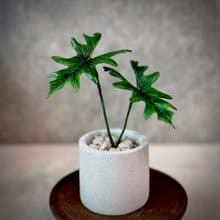 傑克林觀音蓮－手工革製小盆栽 送禮